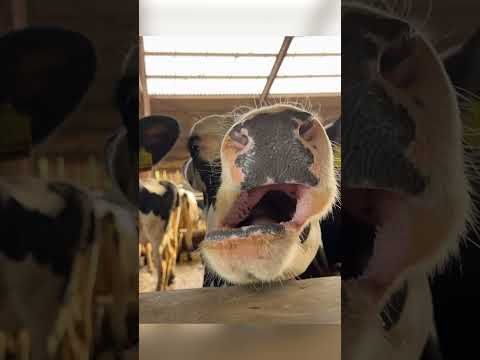 SCREAMING COW! 🤣 😂🤣. #funny #comedy #screamingcow #scream #cowtongue