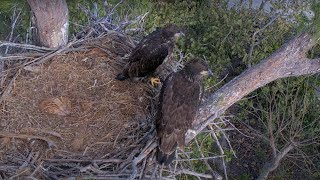 2 Eaglets Dasher & Dancer | Captiva 4K PTZ Eagle Cam | Connie & Clive | Chat Enabled