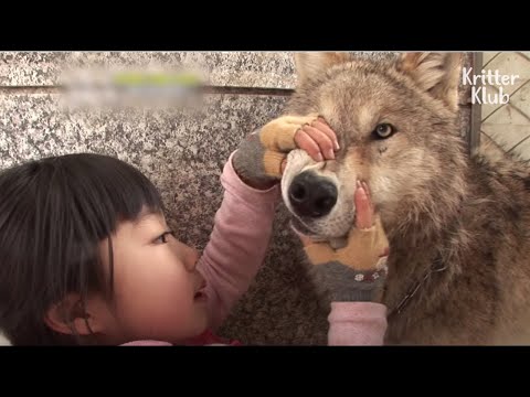 The Girl Decided To Look at The Wolf's Teeth, and That's How It Ended…