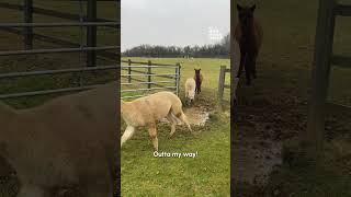 Hilarious Alpacas LOVE Jumping Over Puddles!