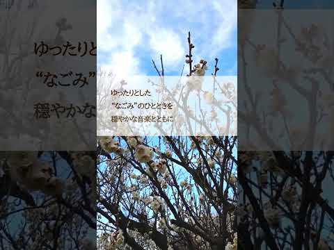 癒しの動画 ー和カフェー #bgm #梅の花