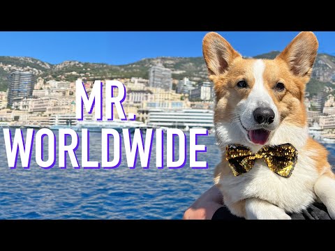 TOPI IN MONACO! - Topi the Corgi