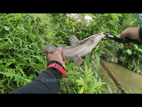 MANCIN BAUNG DI SUNGAI KALIMANTAN || MANCING IKAN BAUNG SUNGAI #025