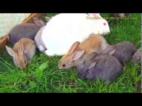 Bunnies Family Eating Grass in Cage