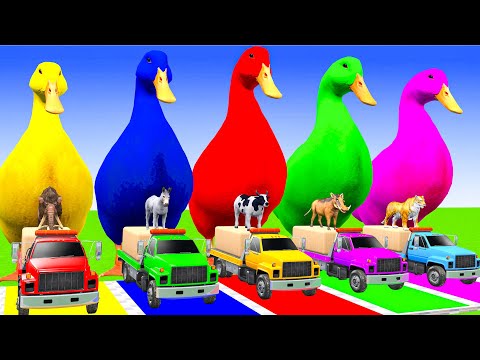 5 Giant Duck Cartoon,Cow,Elephant,Tiger,Lion,Dinosaur,Paint Wild Animals Crossing Fountain Animation