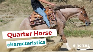 Quarter Horse  | characteristics, origin & disciplines