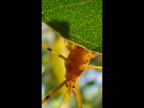 Hear that? That’s the sound of the outback—or as these bugs call it, home #ARealBugsLife