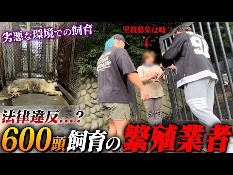 6年間、日があたらない部屋で繁殖し続けられた犬を救出