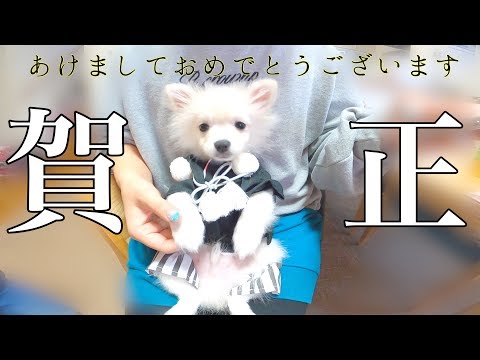 あけましておめでとう❤️お正月なので子犬に袴を着せてみました♪