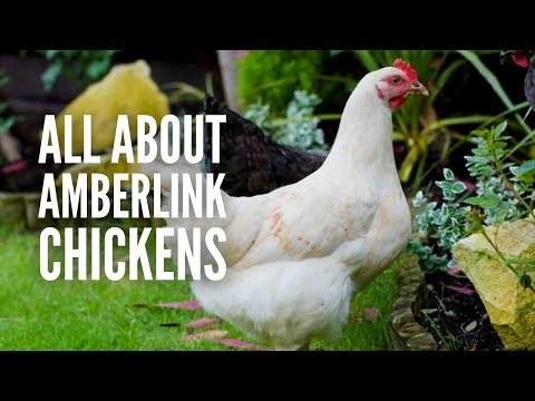 Amberlink Chickens: Breed Profile, Behavior and Care