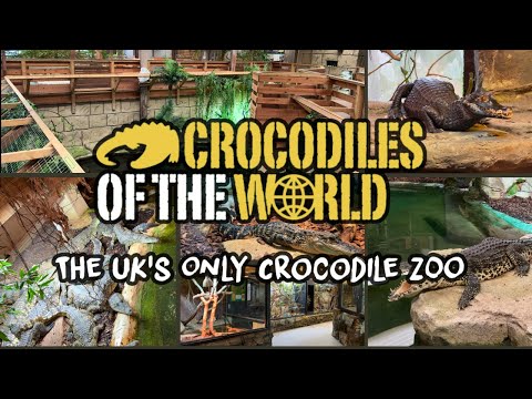 Crocodiles Of The World | Delve into the UK's Only Crocodile Zoo! 🐊