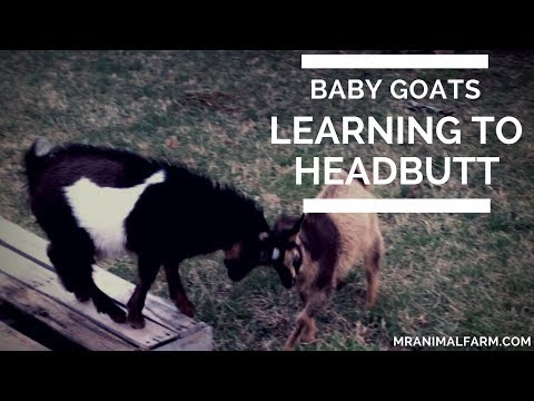 Baby Goats Learning to Headbutt