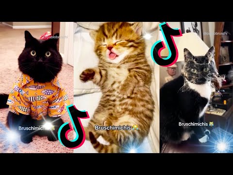 🤣 Mejores Videos de Gatos Bruschimichis | Compilación Divertida de Gatos Graciosos