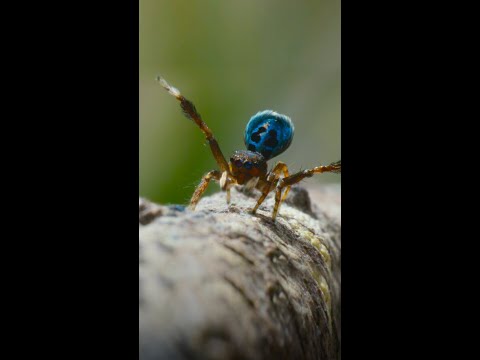 Peacock spiders are great at shaking their booties! #ARealBugsLife