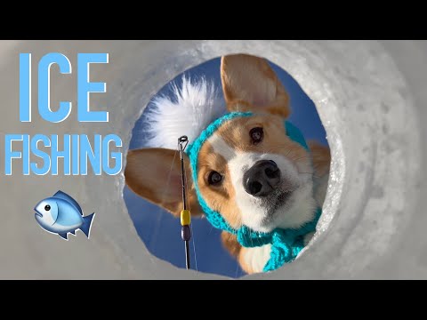 ICE FISHING - Topi the Corgi