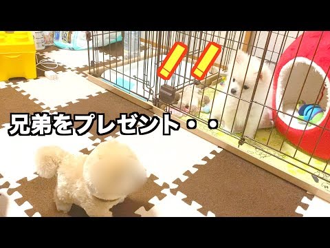 子犬が一人ぼっちで寂しそうなので兄弟を一緒に育てることにしました【ぽこあぽこ】