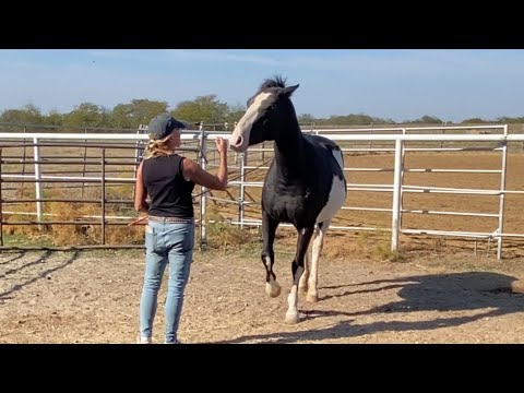 I Have to get a Halter on her……..without getting Bitten!😳