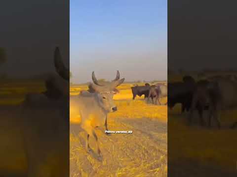 Kankrej Cow Marwad Dorda pawti