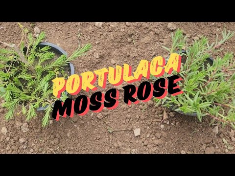 Time to Grow Portulaca #mossrose #guldopehri #9oclock