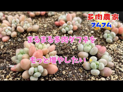 【多肉植物】可愛いだけじゃダメですか？