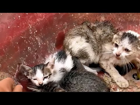 I adopted homeless kittens meowing on both sides of the road! Cute little rescued kittens