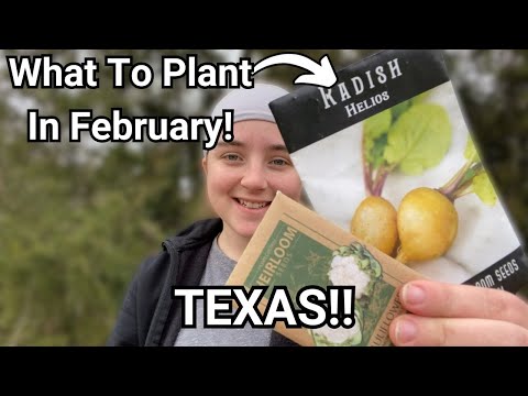 Plant THESE Crops in Texas Right NOW in February!