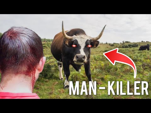 When Cows Attack!