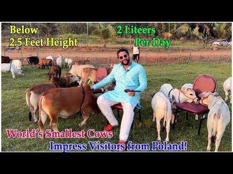 Visitors from Poland Discover India’s Most Unique Cattle #youtube #animals #cow #youtubeshorts #yt