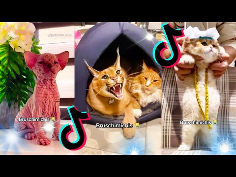 🤣 Mejores Videos de Gatos Bruschimichis | Compilación Divertida de Gatos Graciosos