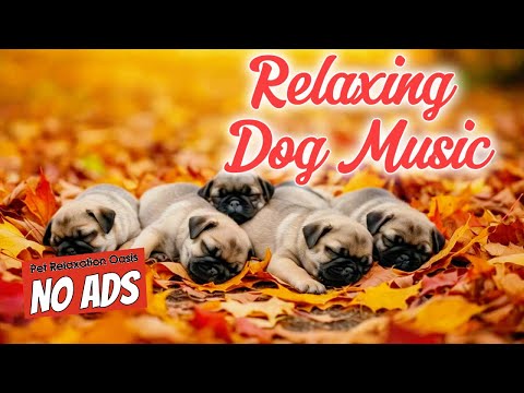 Peaceful Dog Playlist - 8 HOURS of Gentle Serenity | Pet Relaxation Oasis