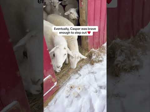 Sheep react to snow for the first time 🥹  #farmanimalrescue