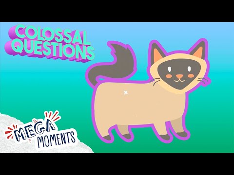 7 Crazy Cat Facts for Kids! 😸 | Colossal Questions | Mega Moments