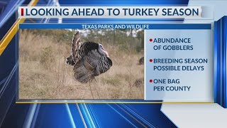 Texas Parks & Wildlife says signs point toward an excellent spring wild turkey season