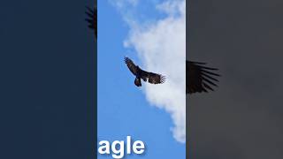 eagle flying #eaglelife #birds #eagles #nature #eaglenest #wildeagle #animal #eaglelover#vairalvideo