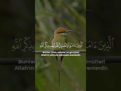 (أَلَا بِذِكْرِ اللَّهِ تَطْمَئِنُّ الْقُلُوبُ) -  ناصر القطامي