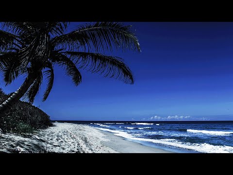 Peaceful Sleeping Under A Palm Tree On A Beach With Relaxing Ocean Waves In Dominican Republic