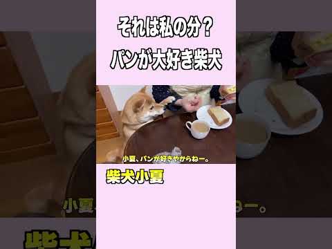 パンが大好き柴犬 #柴犬 #神戸