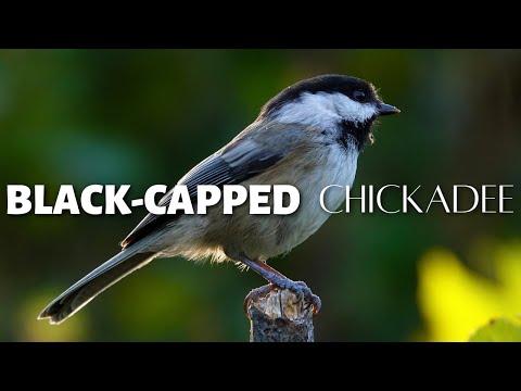 The Black-capped Chickadee: One of the Beloved Birds of North America