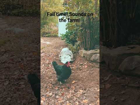 #farmlife #livingfree #birds #turkey #chickens #familyfarm #fall #birdsounds