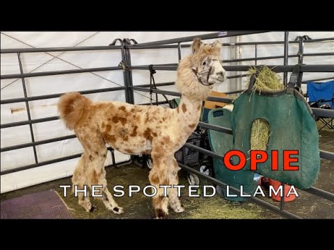 LLAMAS FOR KIDS | a llama that looks like a stuffed toy | MEET OPIE