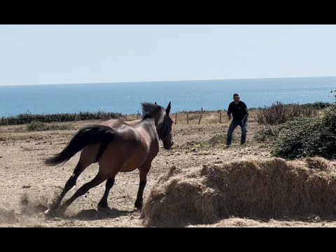 Horse impossible to catch pulls people over!! How can I help??