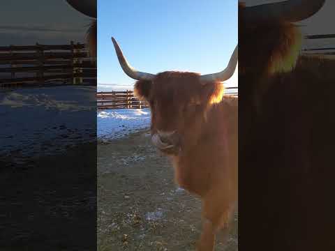 The Highland Herd on a snowy morning! #highlandcows #colorado #ranching