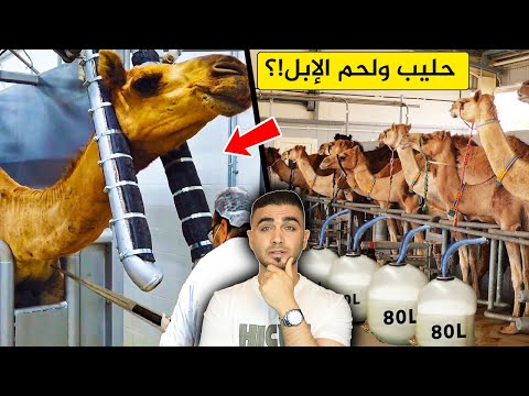 انتاج حليب الابل بطرق غريبة 🐪مزارع الإبل العملاقة💁‍♂️انتاج حليب ولحم الإبل!؟