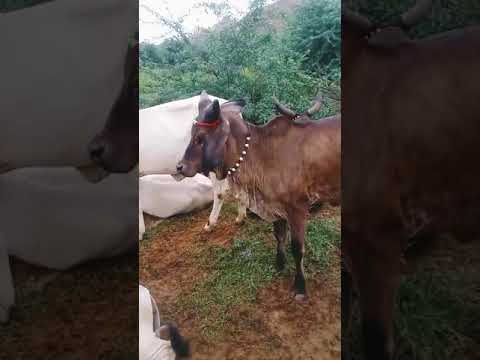 #Kankrej Cow Marwad #animals