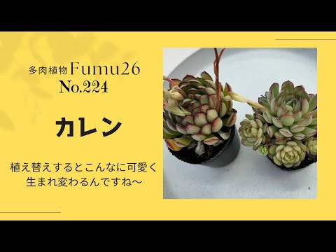 【多肉植物】ボサボサのカレンを元のまるまる多肉に仕立て直しま〜す✨