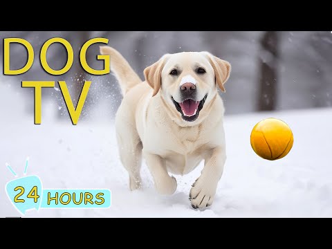 DOG TV: Videos Relax for Dogs to Relieve Boredom & Anxiety When Home Alone - Best Music for Your Dog