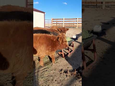 Hungry Babies! #highlandcows #highlandcalves