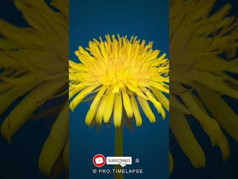 DANDELION Time Lapse #shorts