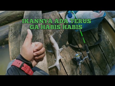 MANCING IKAN BAUNG SUNGAI SERUYAN || MANCING IKAN BAUNG SUNGAI #026