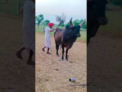 Kankrej Cow Marwad Pawti